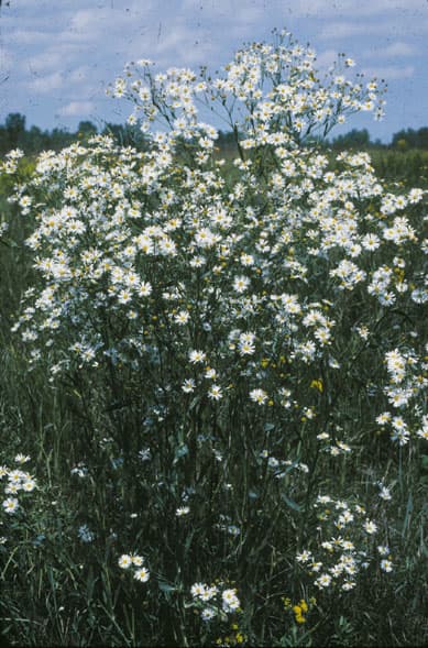Clouds of small white boltonia daisies