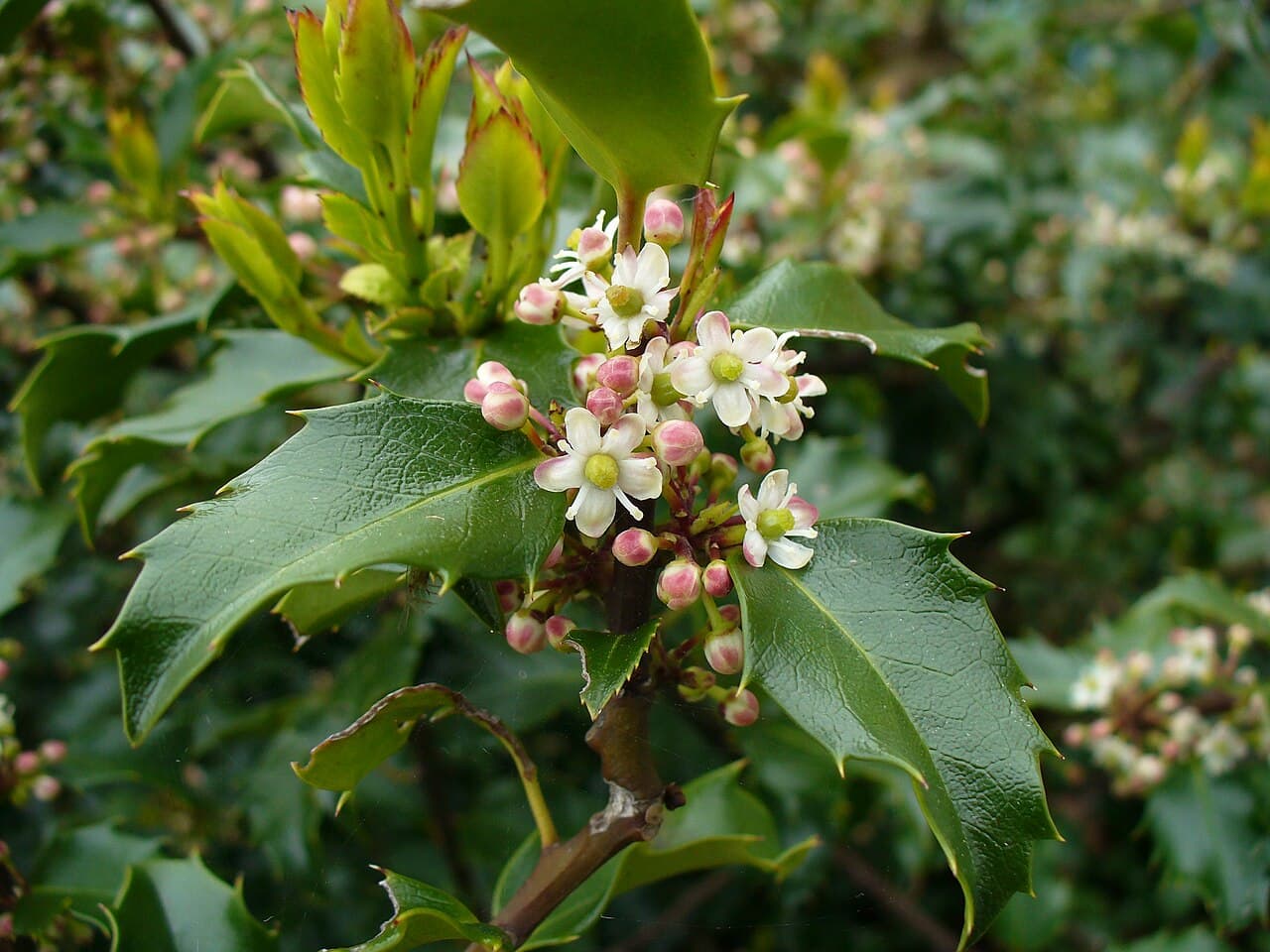 Blue-green holly foliage with red berries