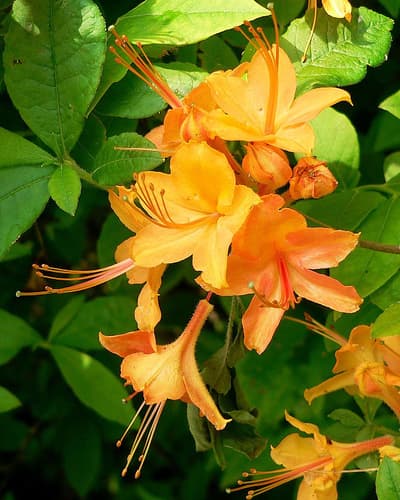 Orange flame azalea flowers