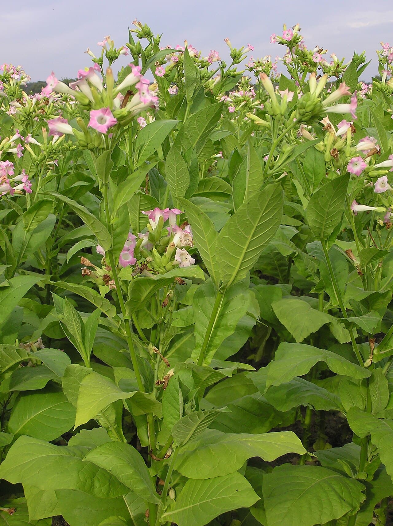 Tubular flowers of nicotiana