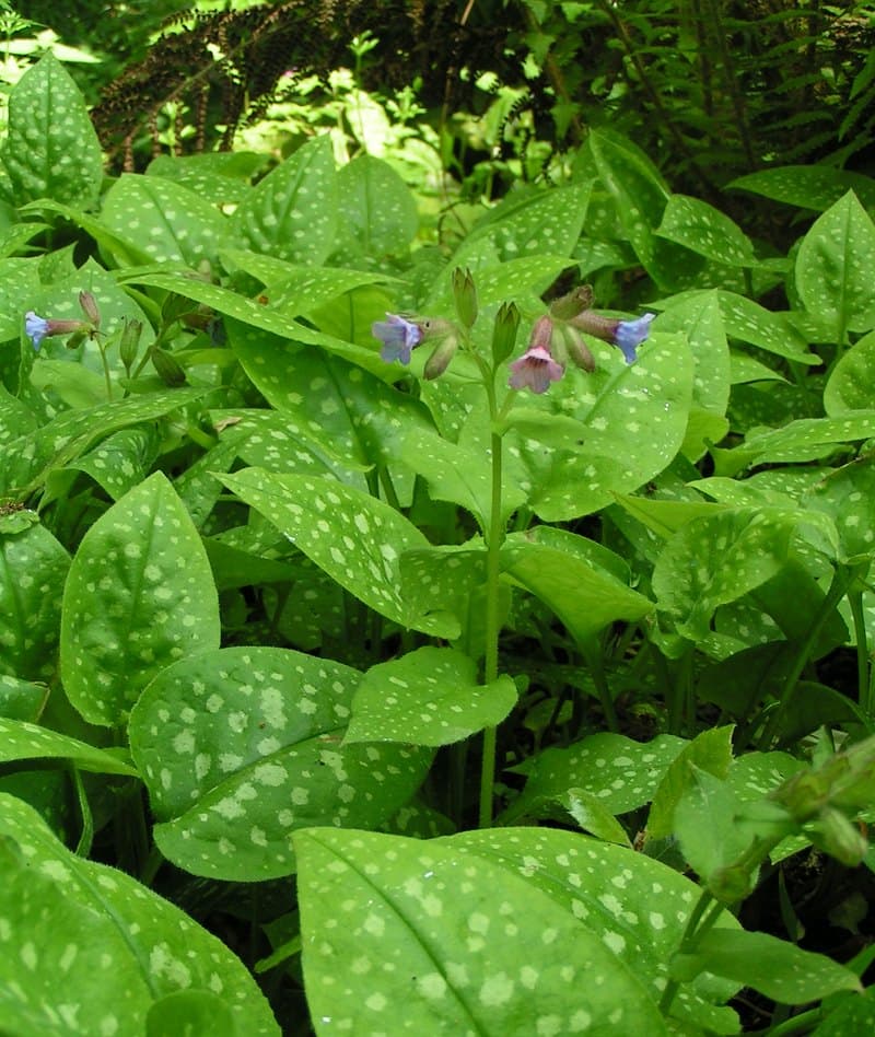 Lungwort with pink and blue flowers above white-spotted leaves