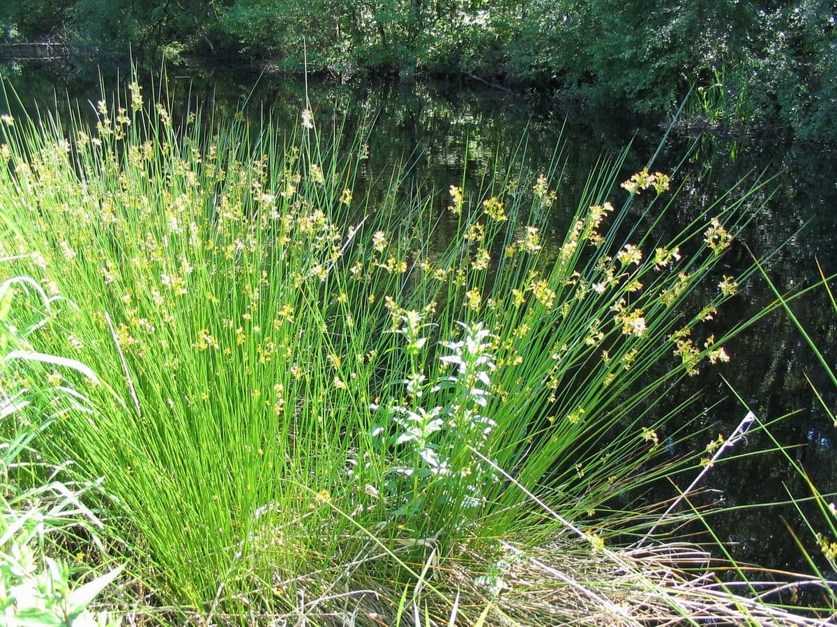 Upright green stems of soft rush