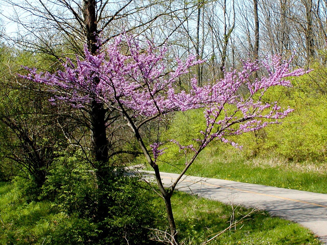 Magenta flowers along bare redbud branches