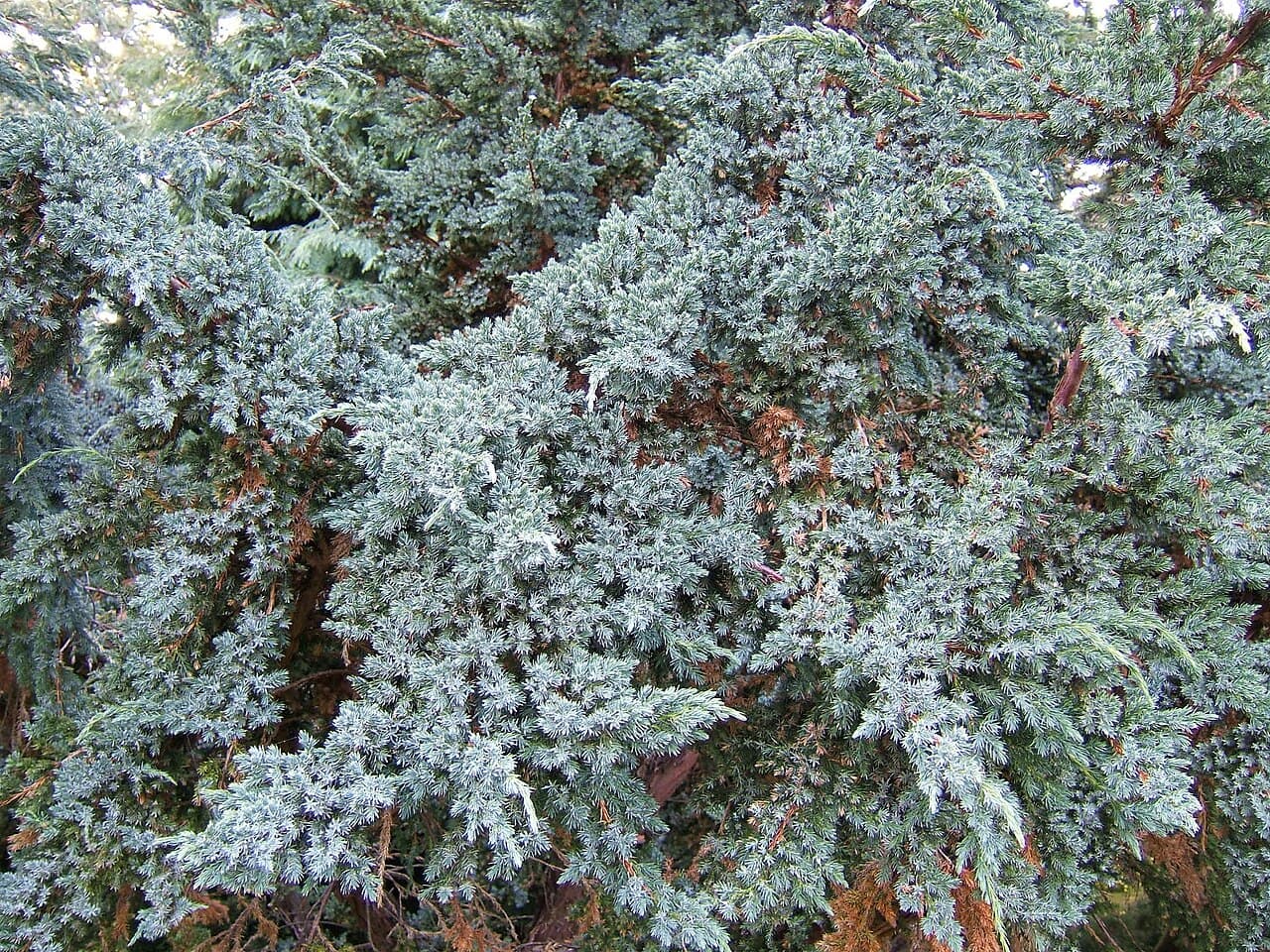 Silver-blue juniper foliage