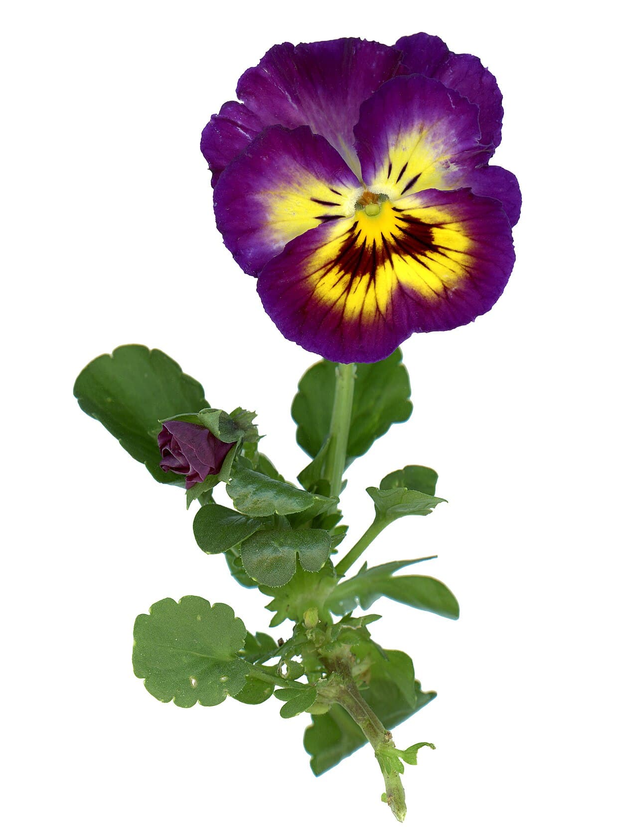 Pansy flower with dark face markings