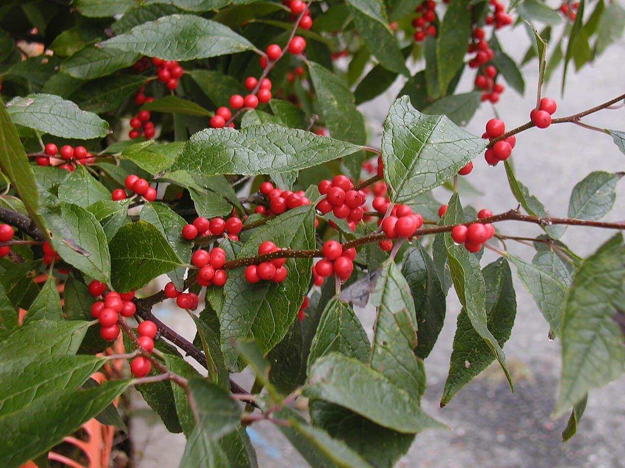Dense red berries on bare winterberry stems