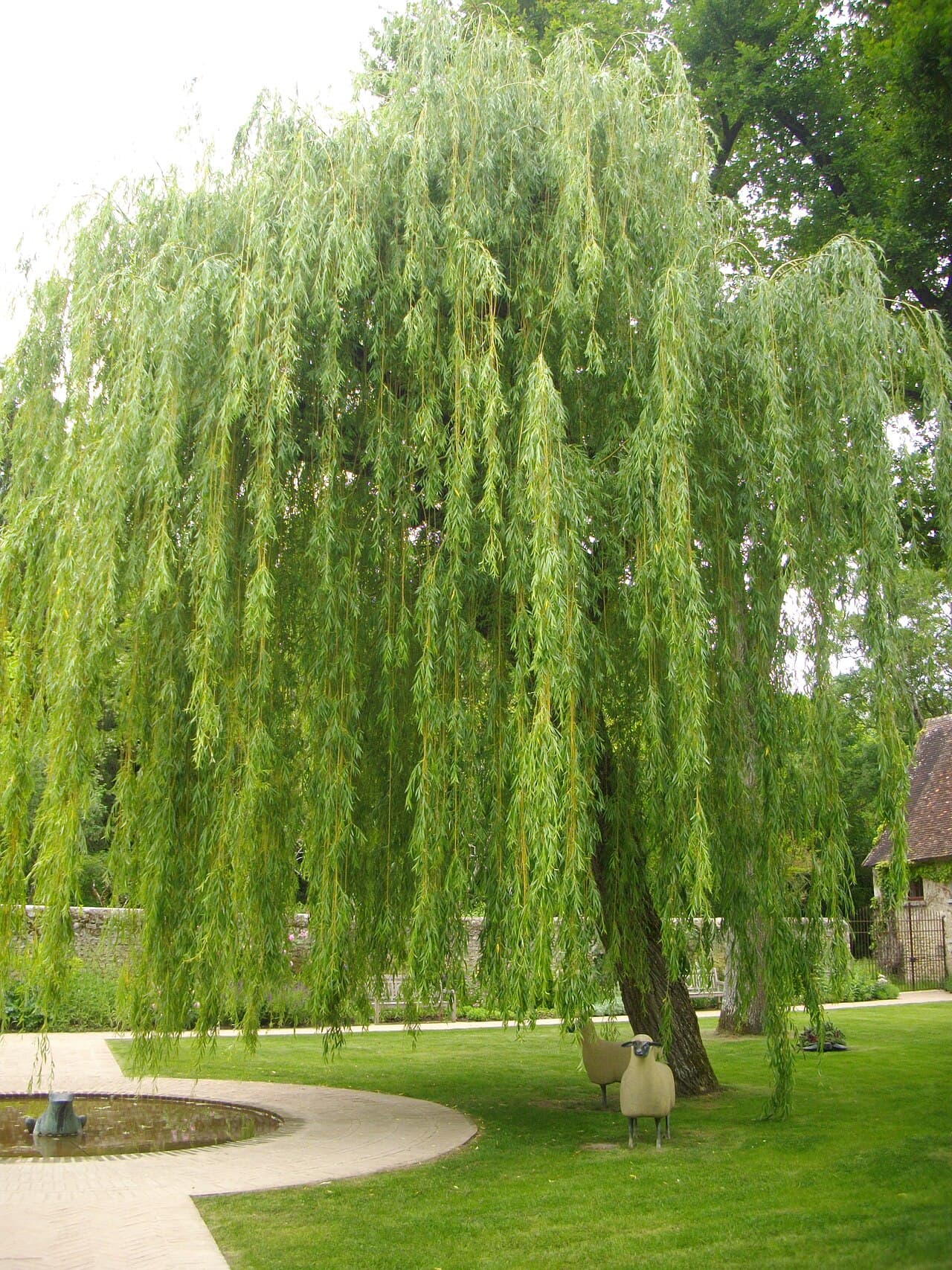Twisted willow branches