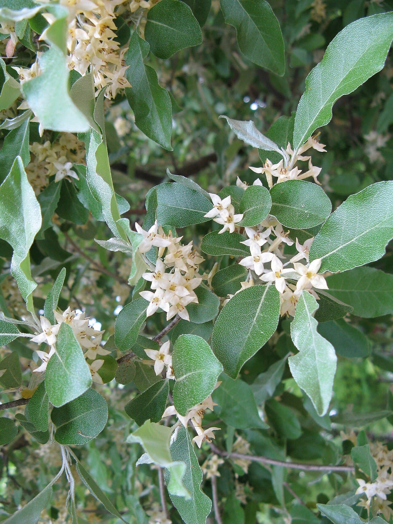 Silver-backed leaves and red berries of autumn olive