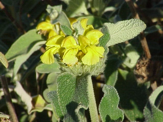 Whorled yellow flowers of Phlomis