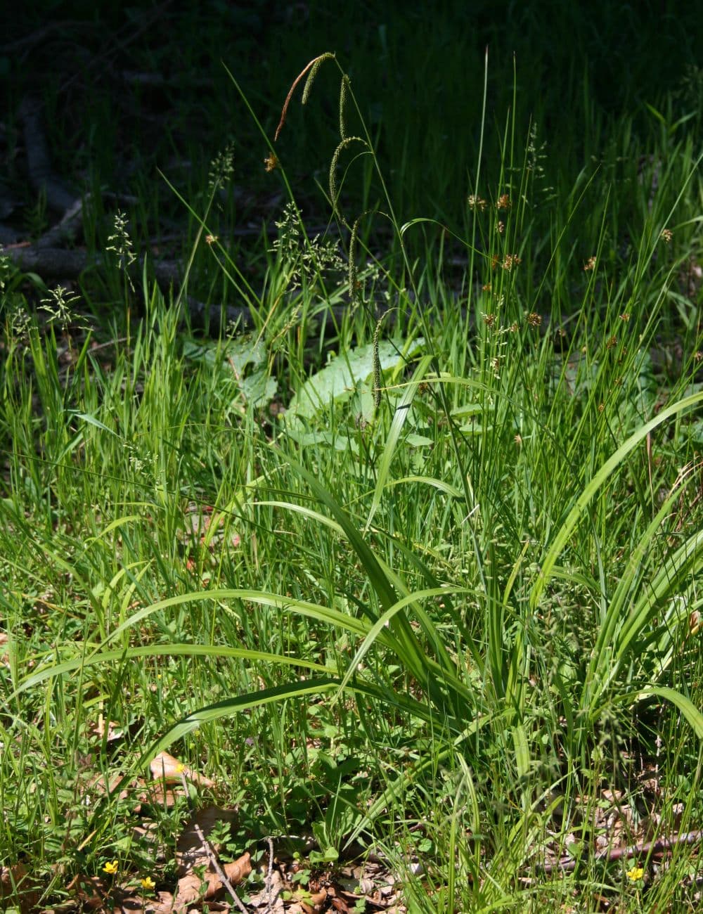 Long drooping flower spikes of pendulous sedge