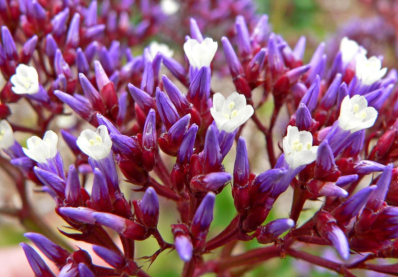 Papery purple statice flowers