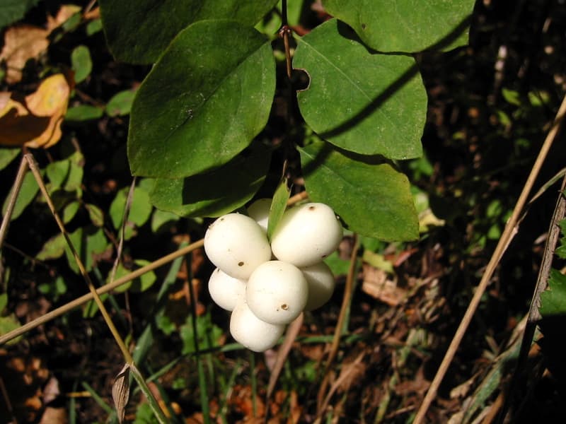 Snowberry fruit on arching stems