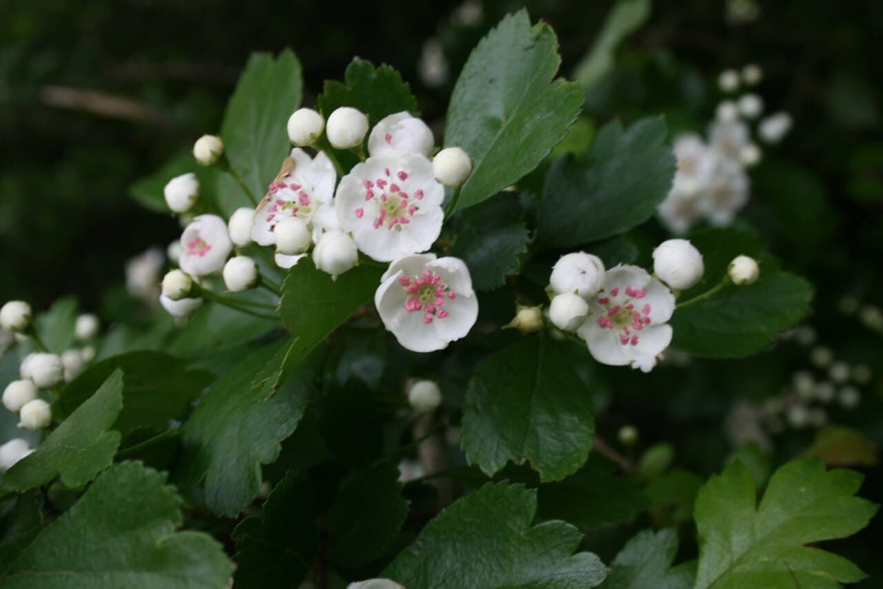 White hawthorn blossom