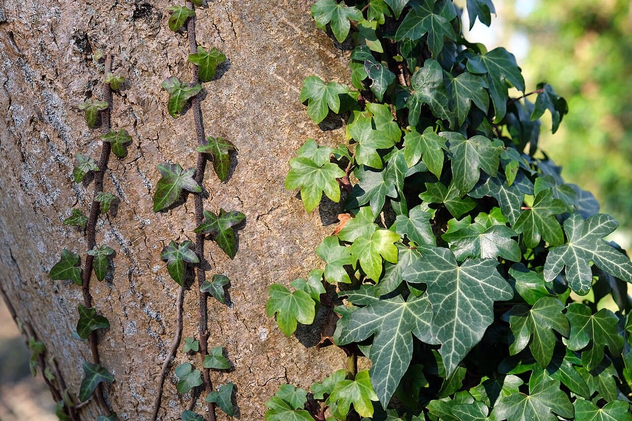 English ivy climbing a wall with lobed evergreen leaves
