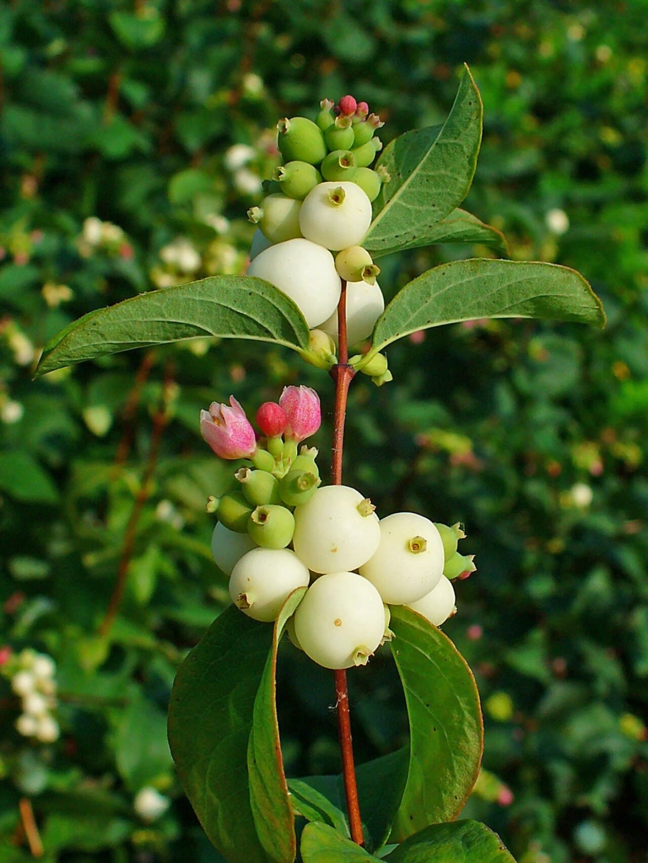 White waxy snowberry fruit