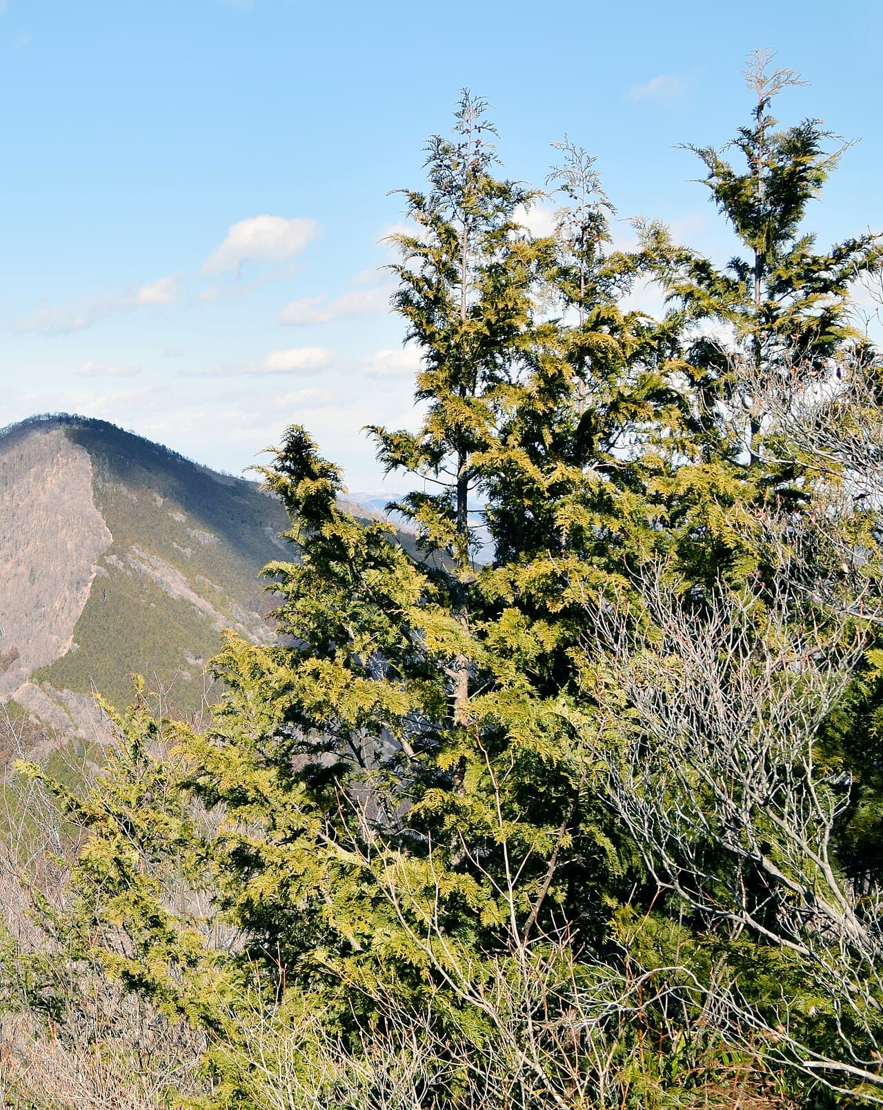 Feathery foliage of Japanese falsecypress
