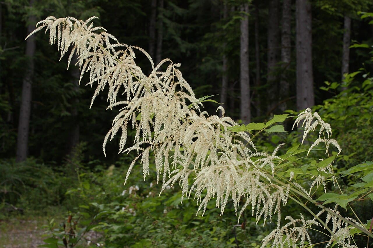 Cream plumes of goatsbeard