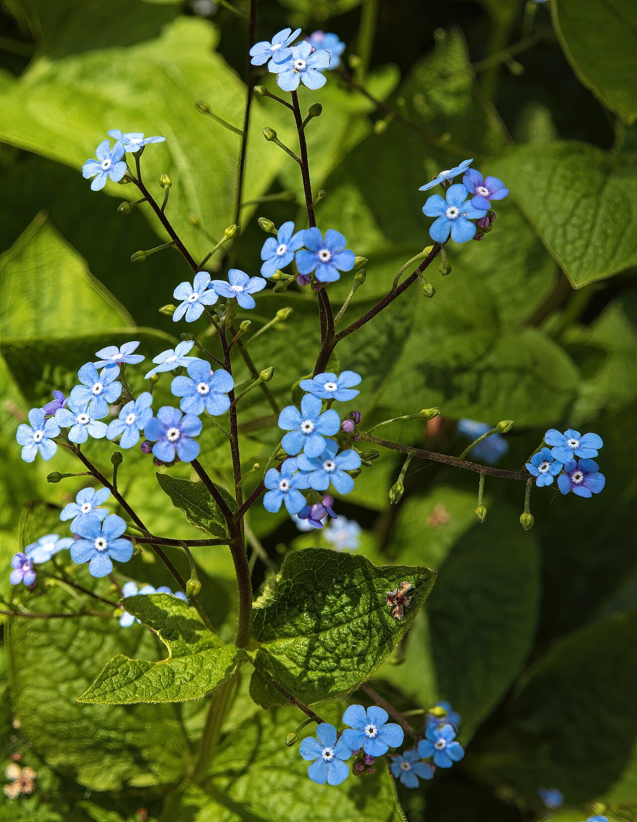 Sky blue forget-me-not flowers of brunnera