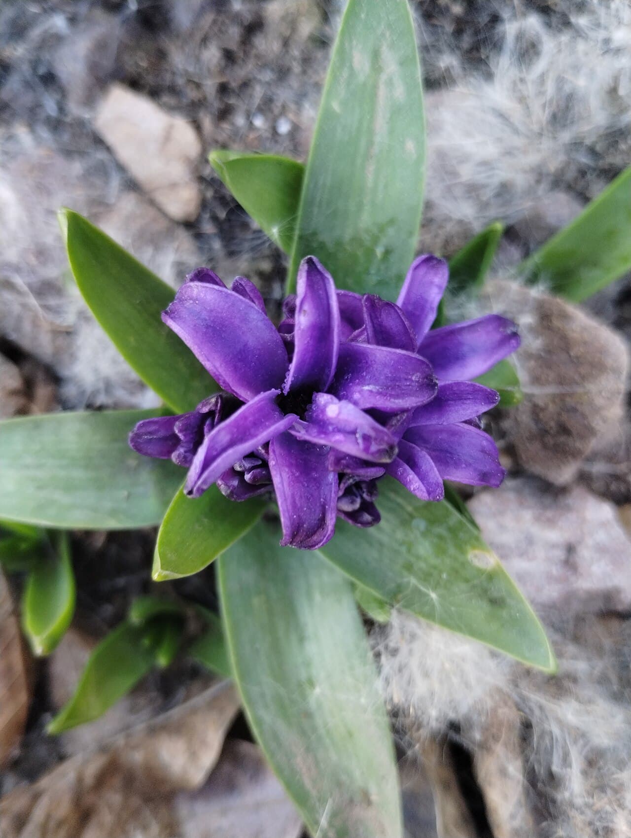 Dense fragrant hyacinth flower spike