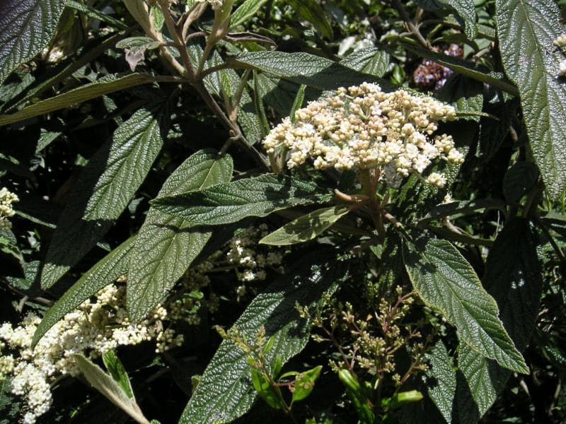 Deeply veined evergreen leaves of leatherleaf viburnum