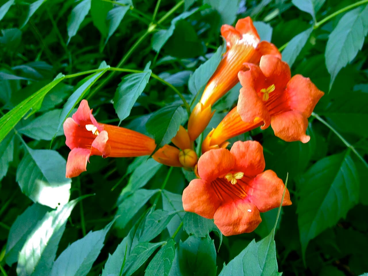 Orange trumpet flowers of trumpet vine