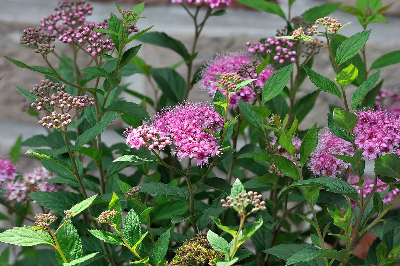 Flat pink flower clusters of spirea