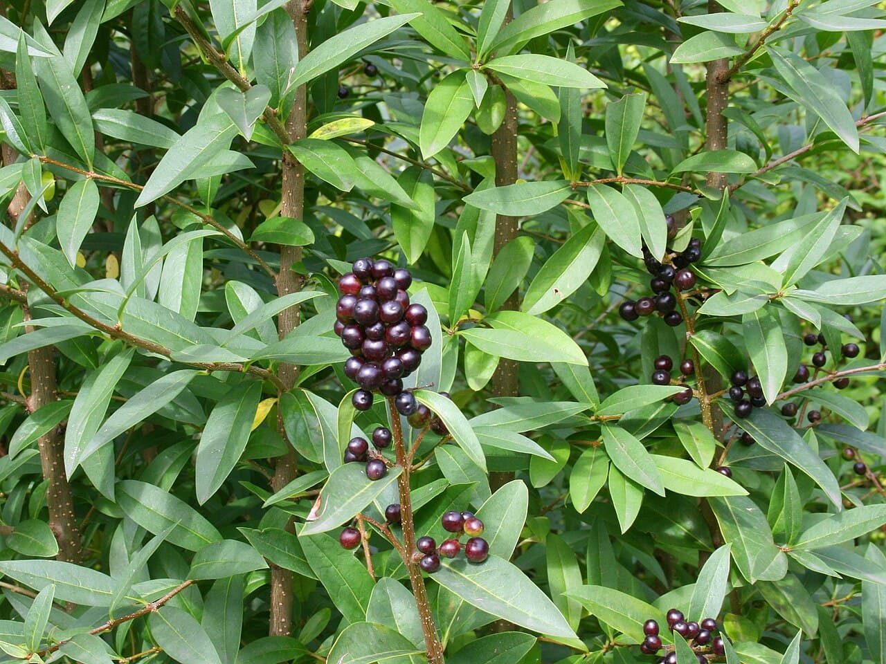 Privet hedge foliage