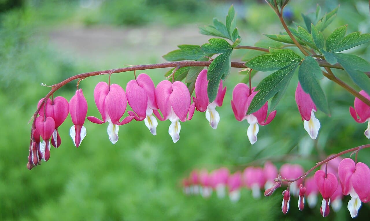 Arching stem of bleeding heart hung with pink heart-shaped flowers