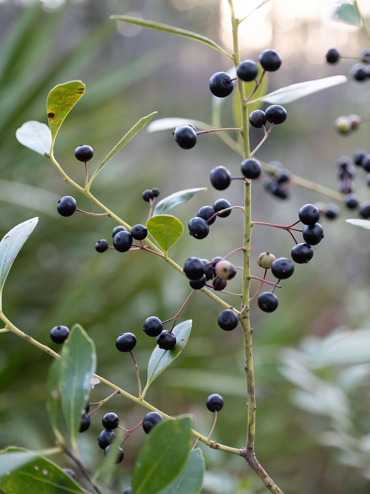 Smooth evergreen leaves of inkberry holly