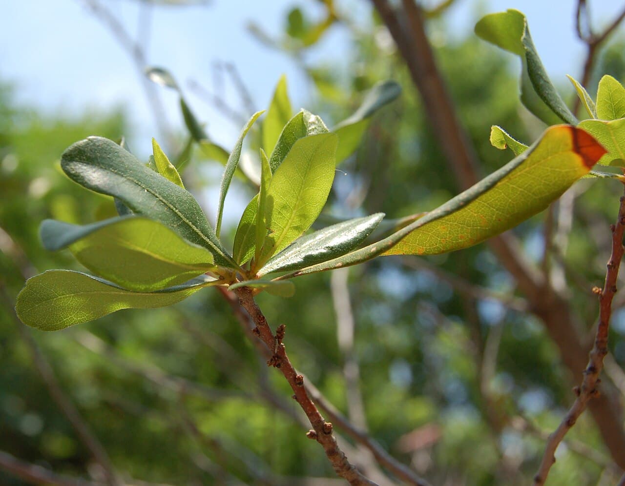 Aromatic bayberry leaf cluster