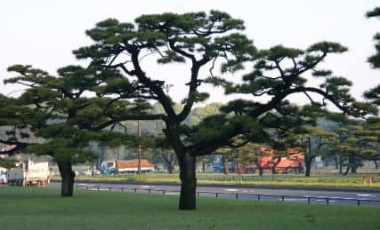 Japanese black pine with irregular branching
