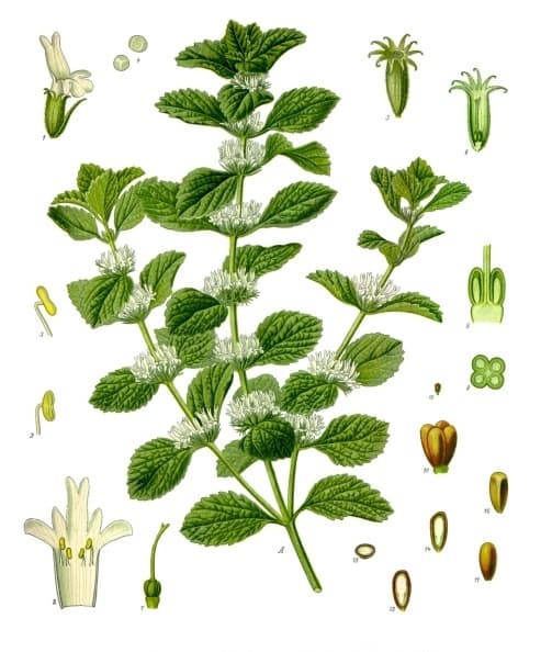 Botanical illustration of horehound