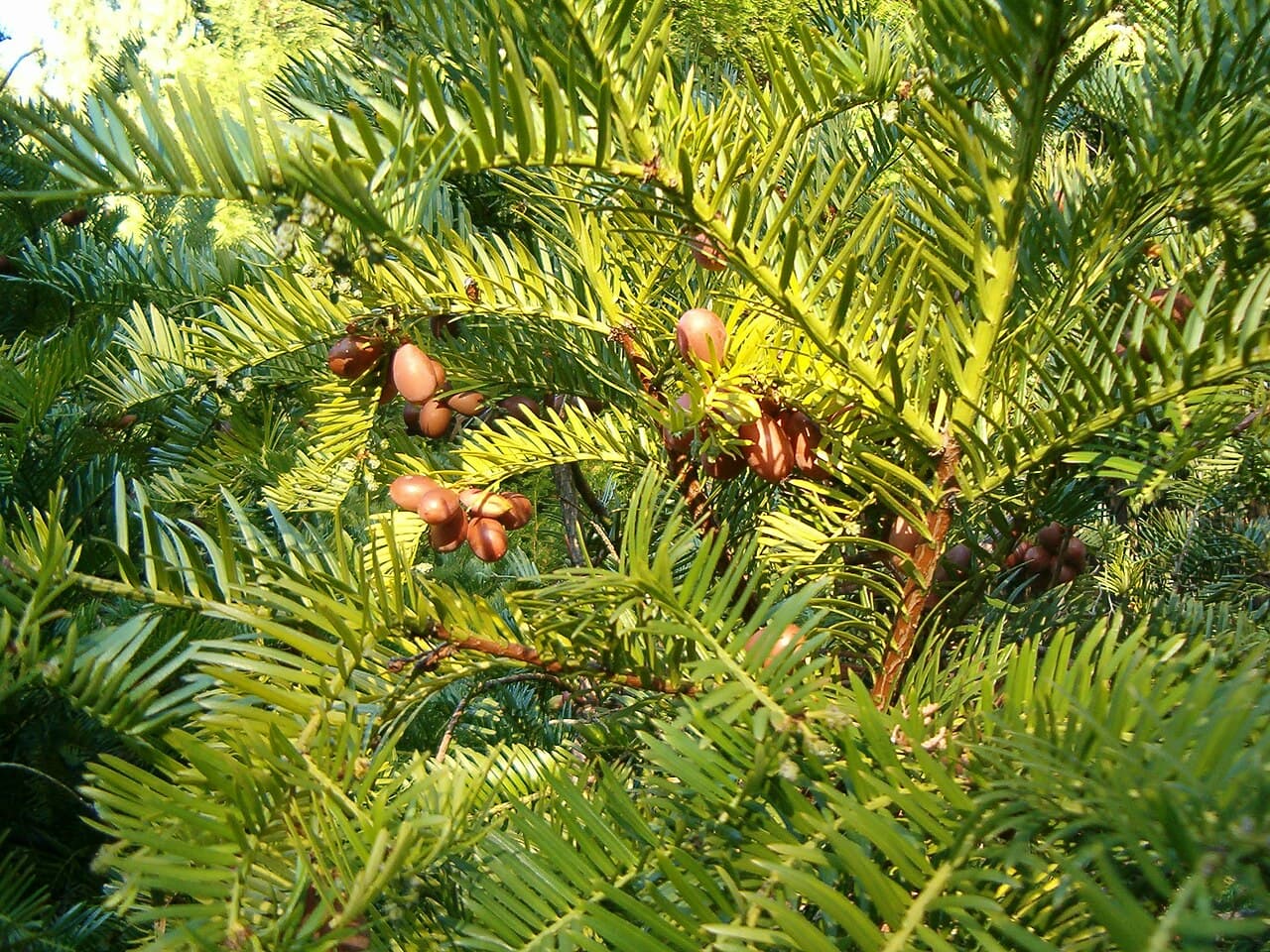 Dark needled foliage of Japanese plum yew