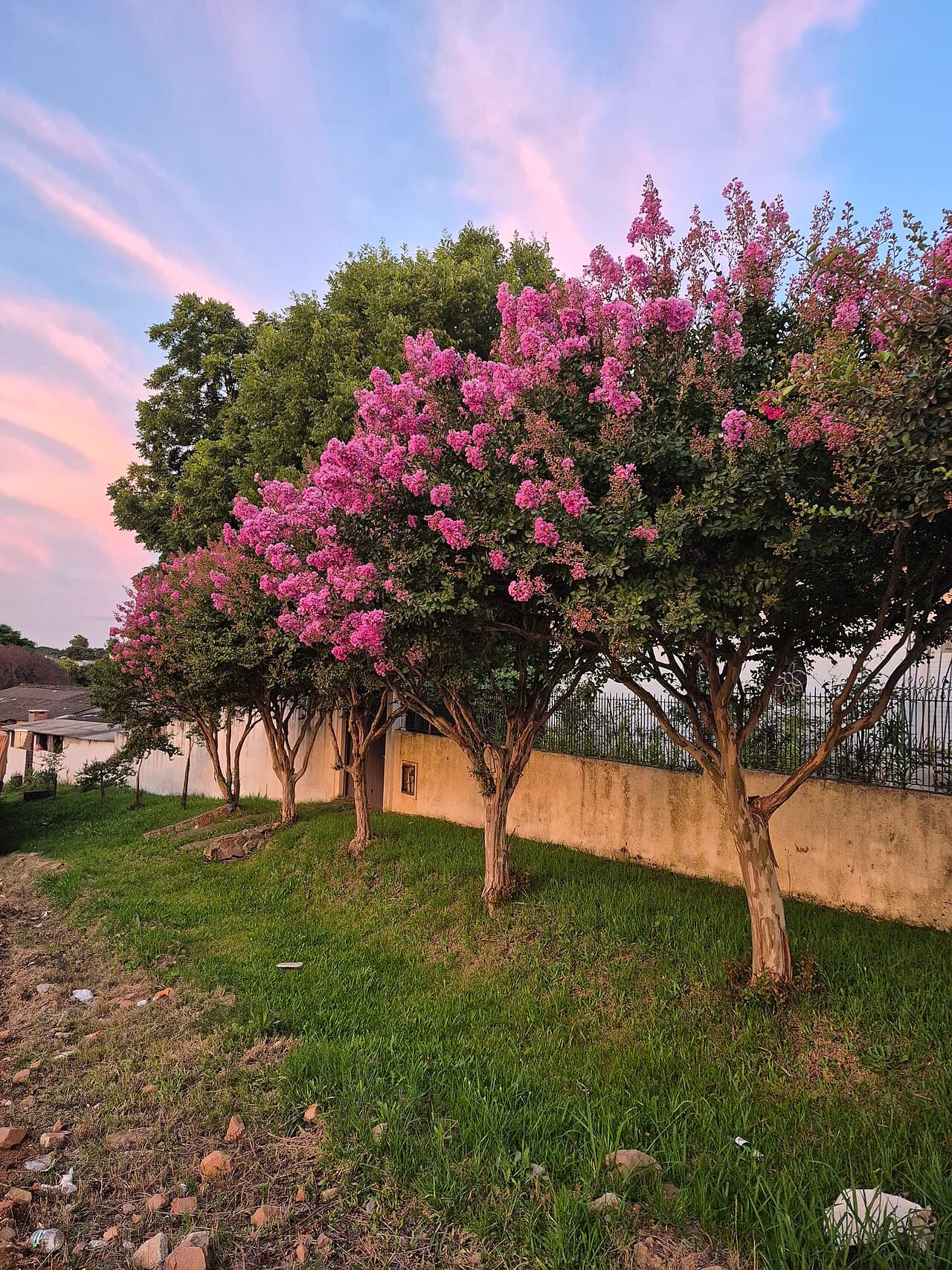 Crape myrtle in full pink flower
