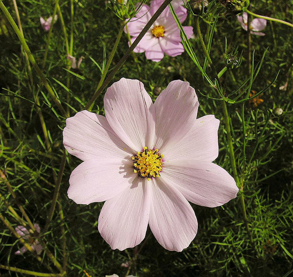 Pink cosmos flower and ferny foliage