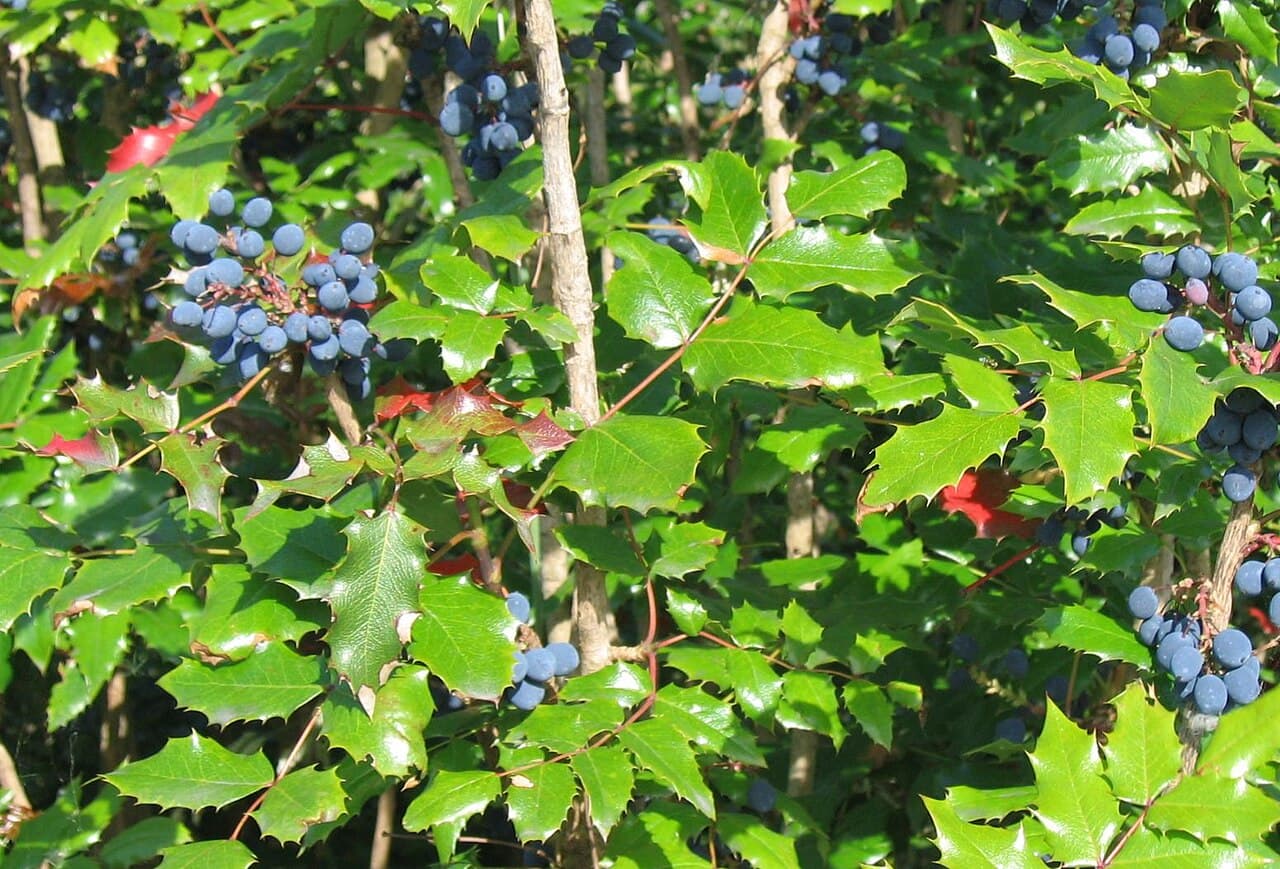 Glossy spiny leaves and yellow flowers of Oregon grape