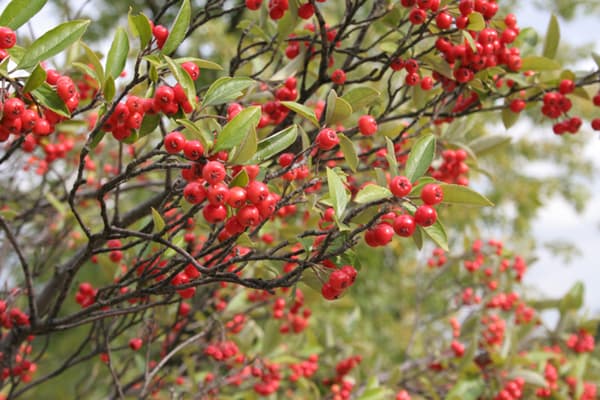 Red chokeberry fruit clusters