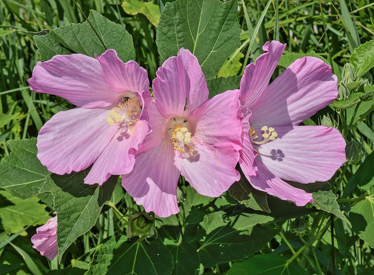 Large pink rose mallow flower
