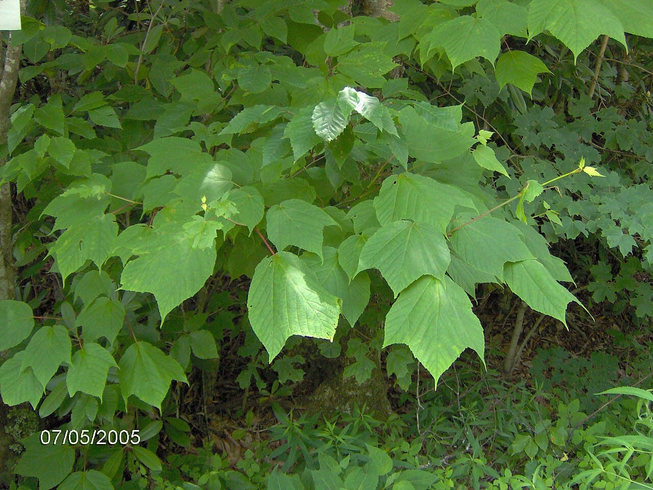 Large leaves of striped maple