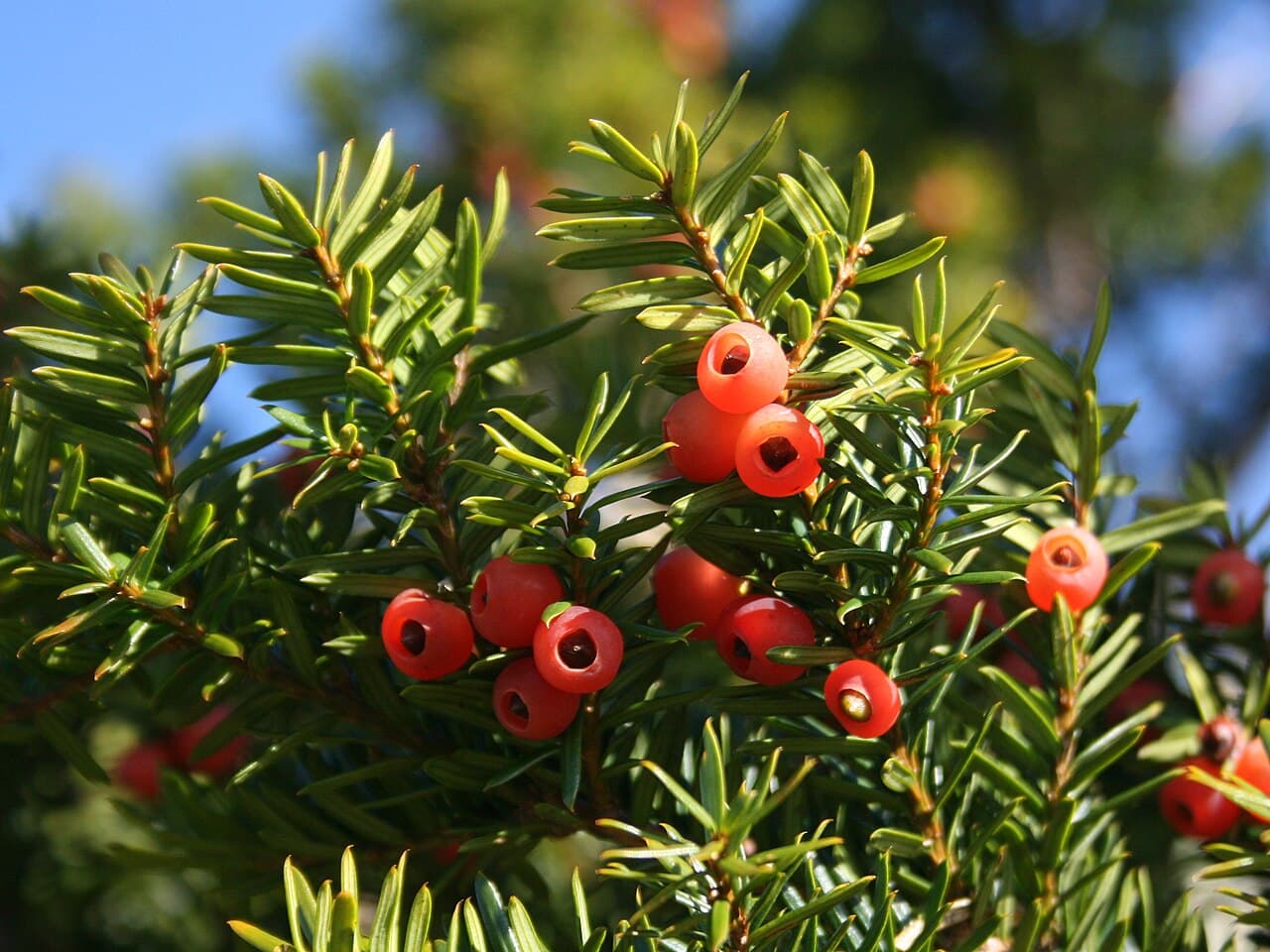 Japanese yew with dark needles and red berry-like arils