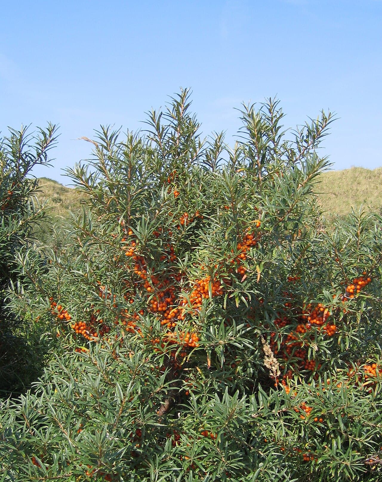 Dense orange berries on sea buckthorn