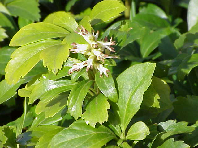 Glossy evergreen pachysandra groundcover