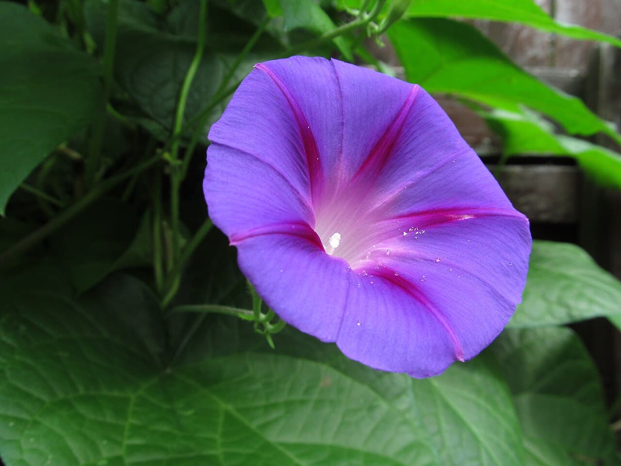 Purple morning glory flower