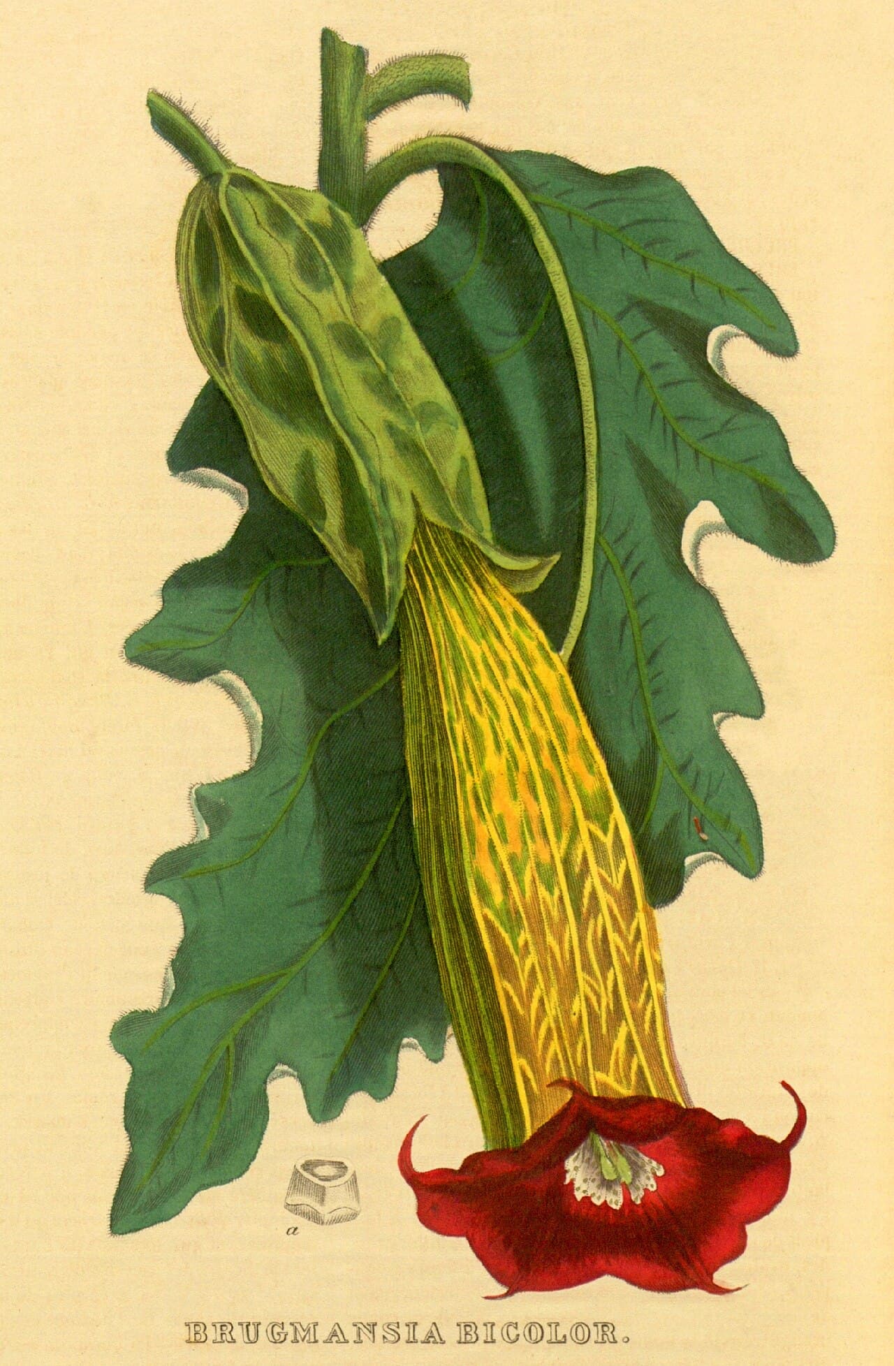 Large pendulous trumpet flowers of Brugmansia