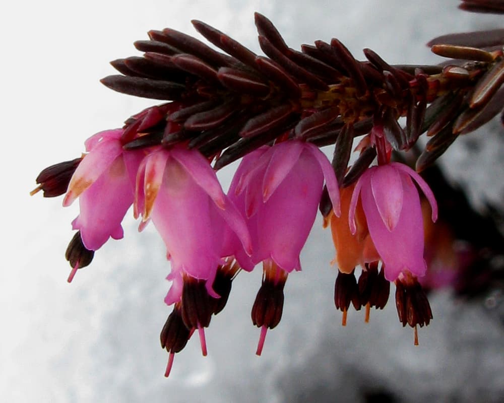 Winter heath flowering through snow