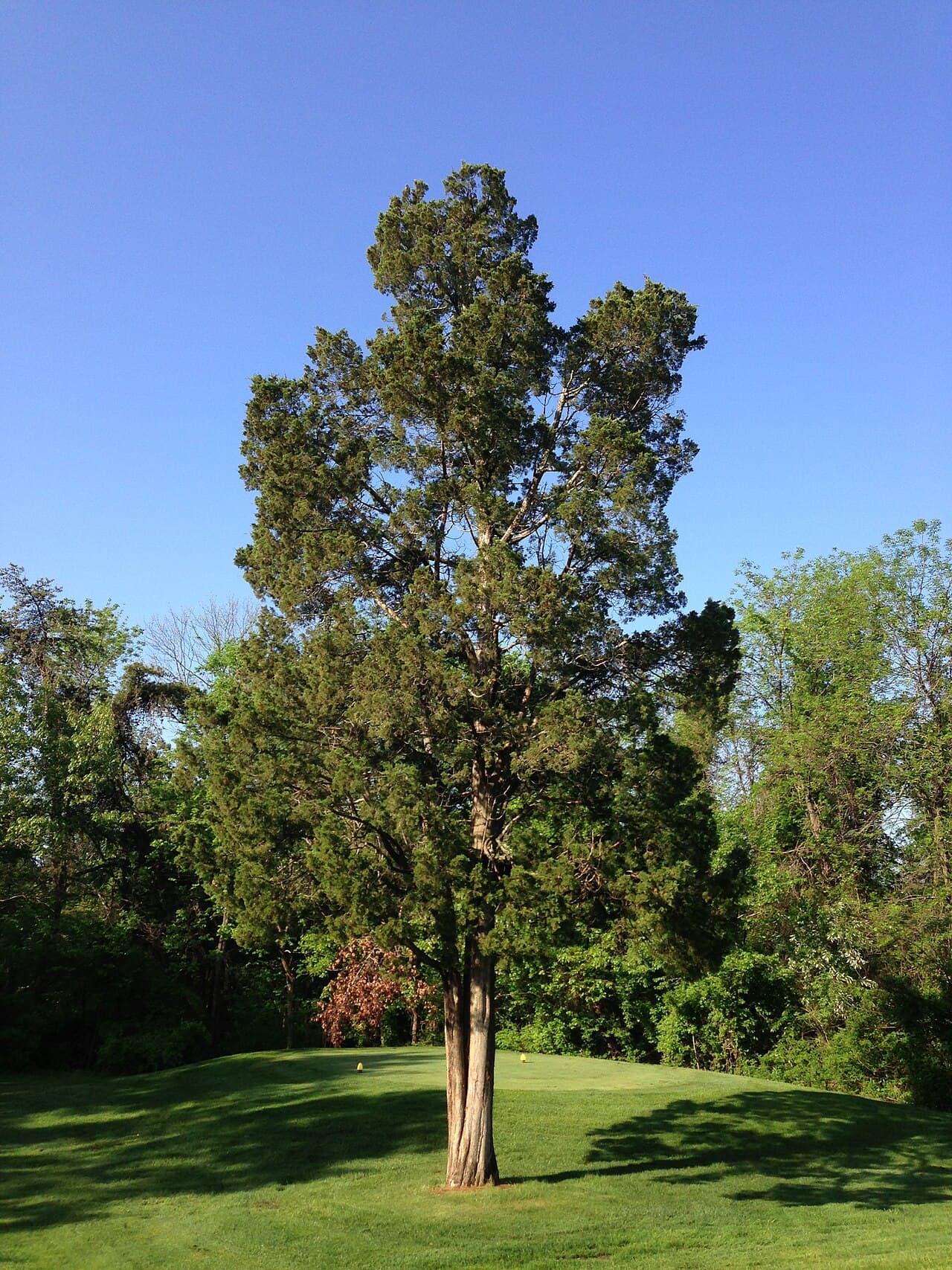 Eastern red cedar in an open field
