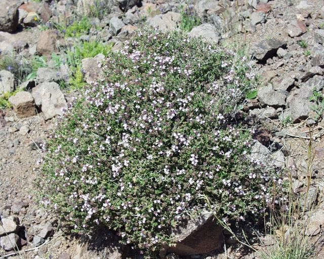 Thyme foliage and small flowers