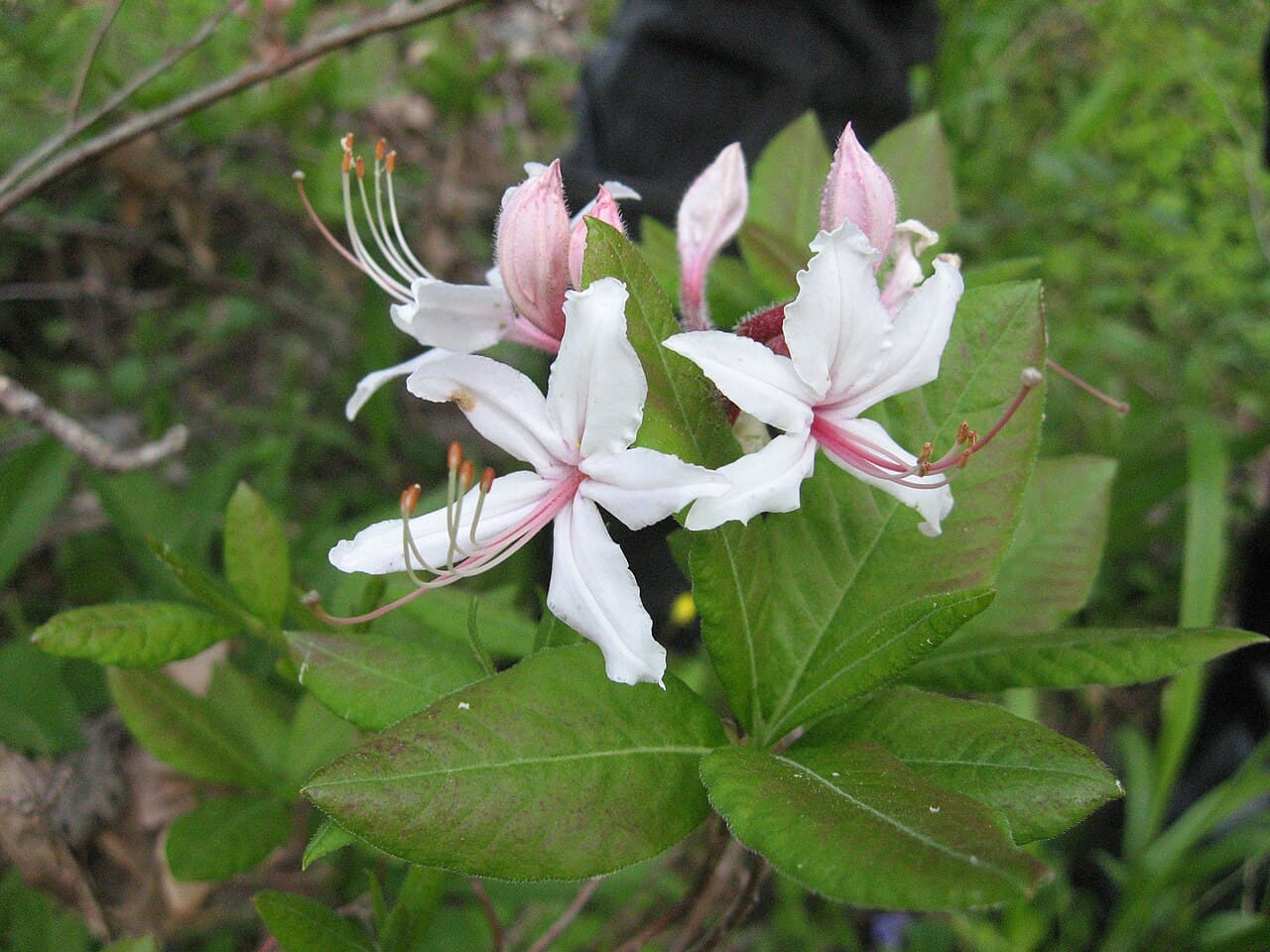 Pale pink pinxterbloom azalea flowers