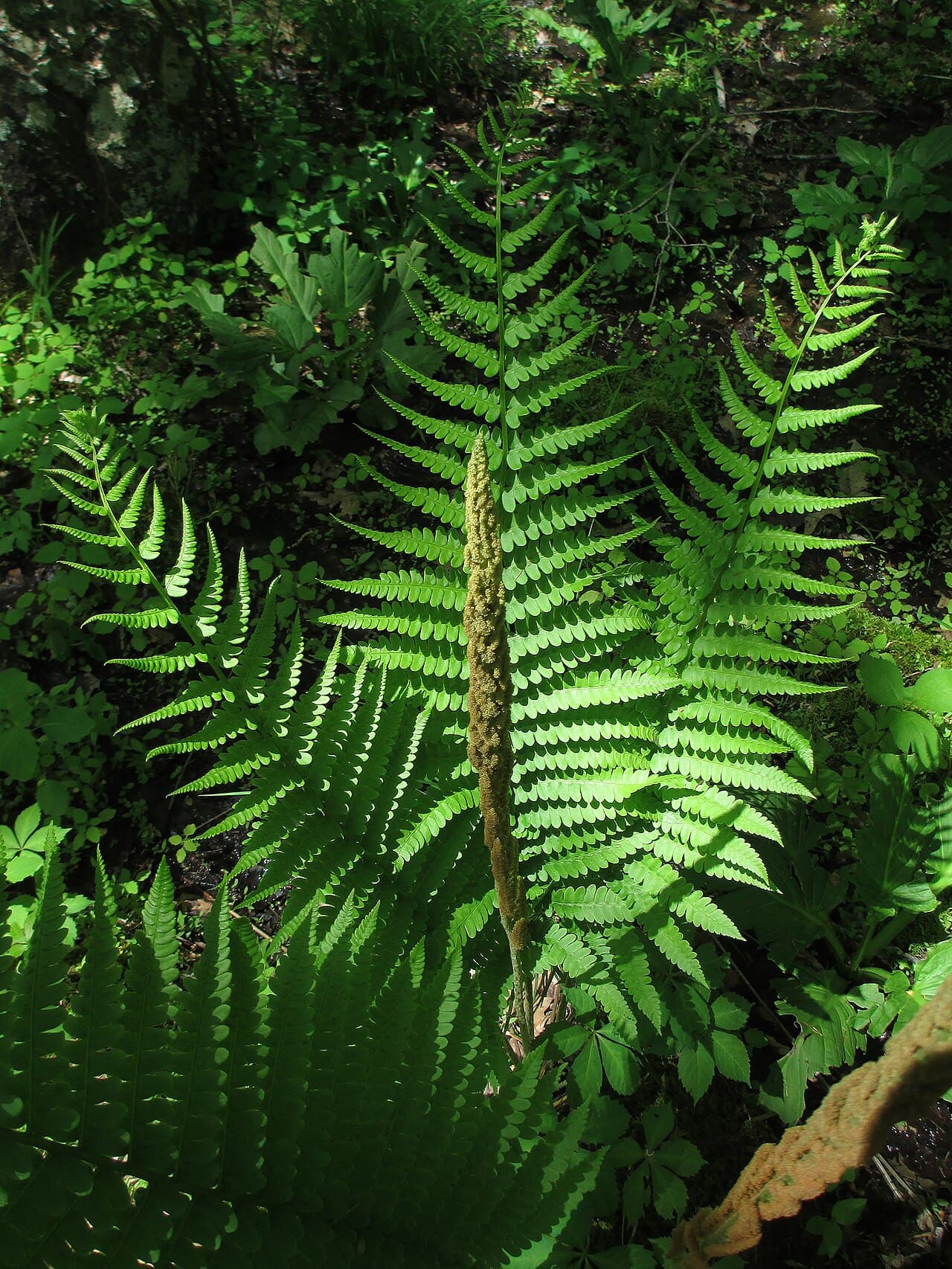 Cinnamon fern with upright fertile fronds