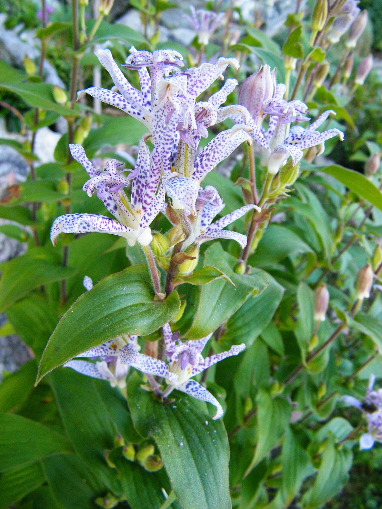 Spotted orchid-like toad lily flower